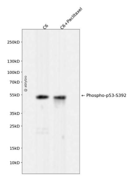 Phospho-p53 (Ser392) pAb