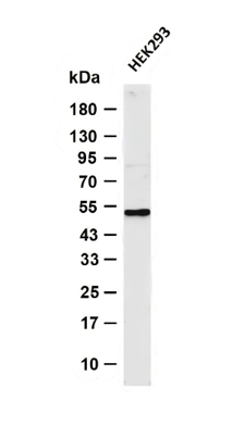 AYD11663