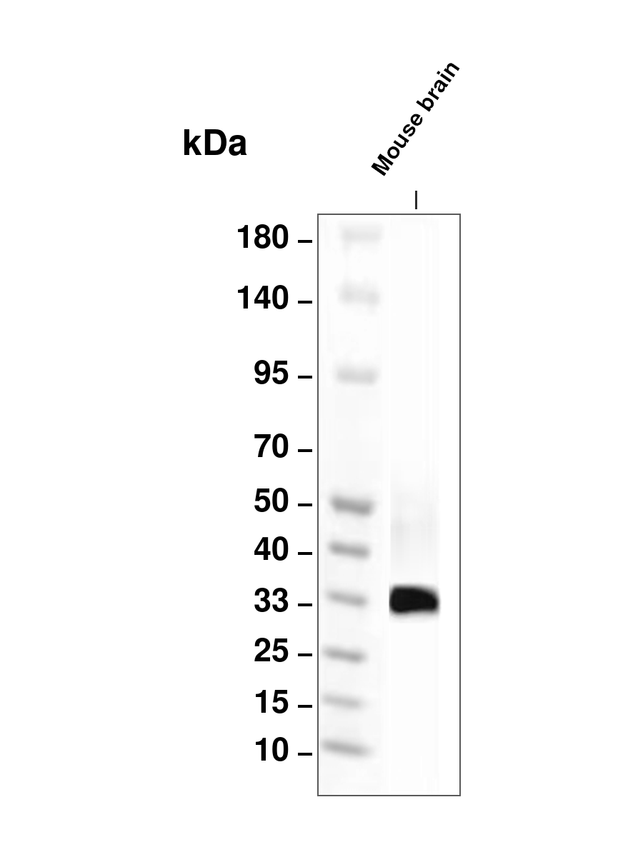 Cleaved C-terminal GSDMD (YD18878) Rabbit mAb