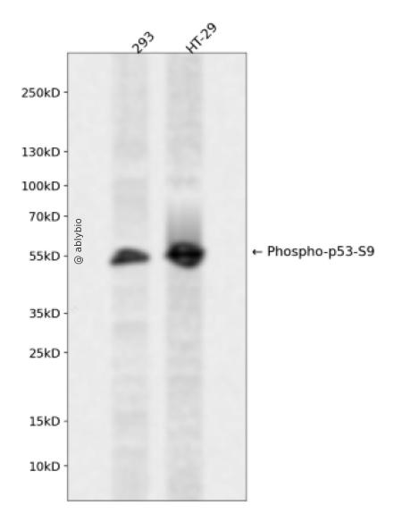 Phospho-p53 (Ser9) pAb