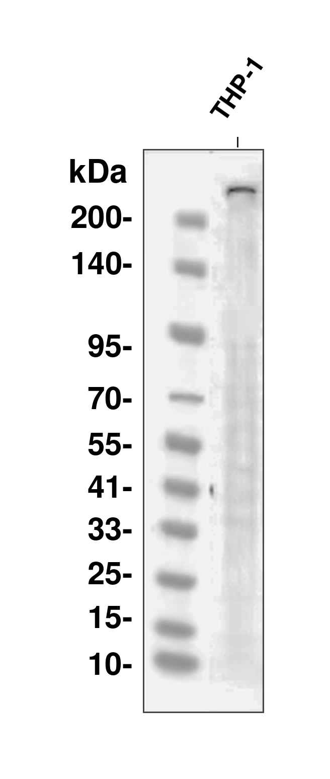 AYD13943
