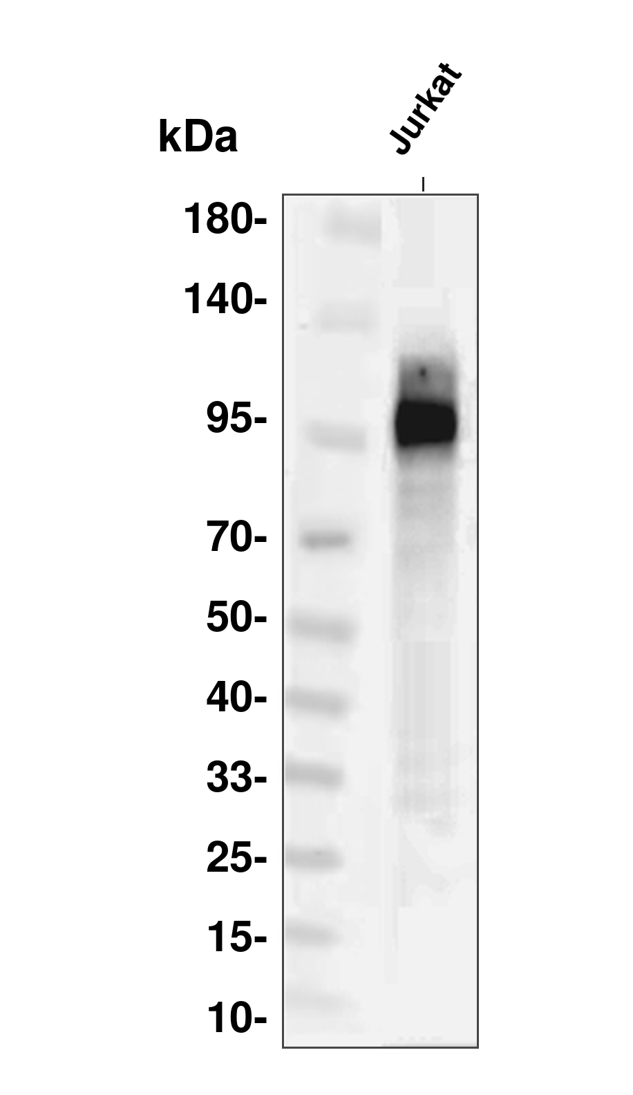 Integrin beta 1 (Phospho-Thr789) Antibody