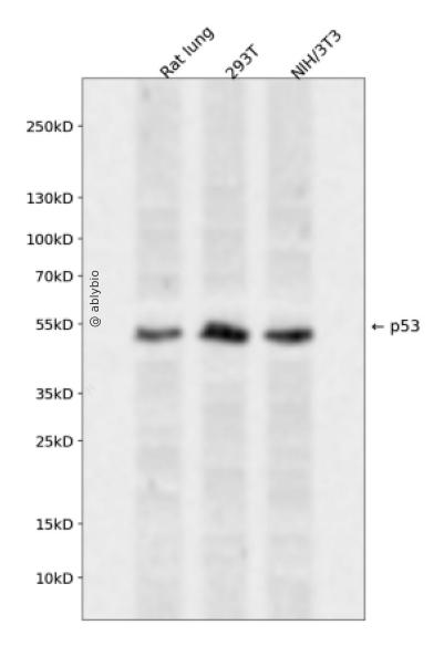 Phospho-p53 (Ser315) pAb
