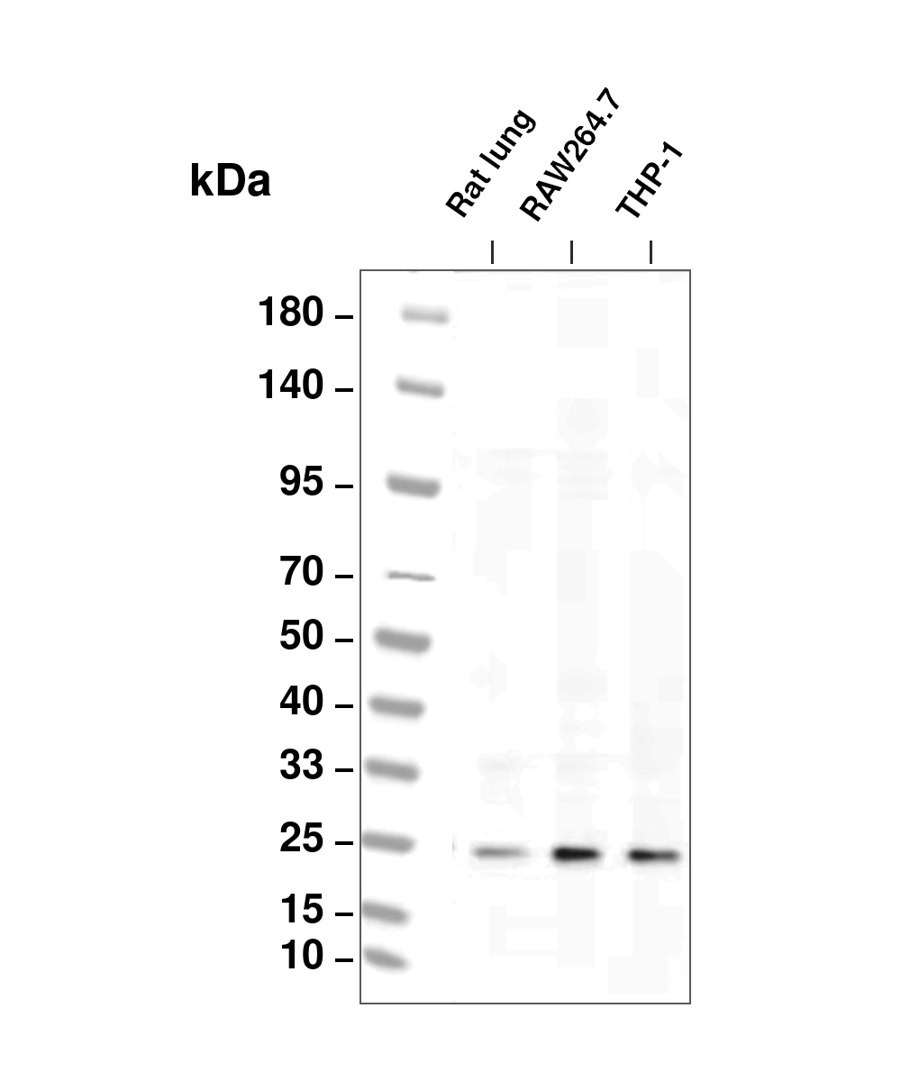 Iba1 Rabbit mAb