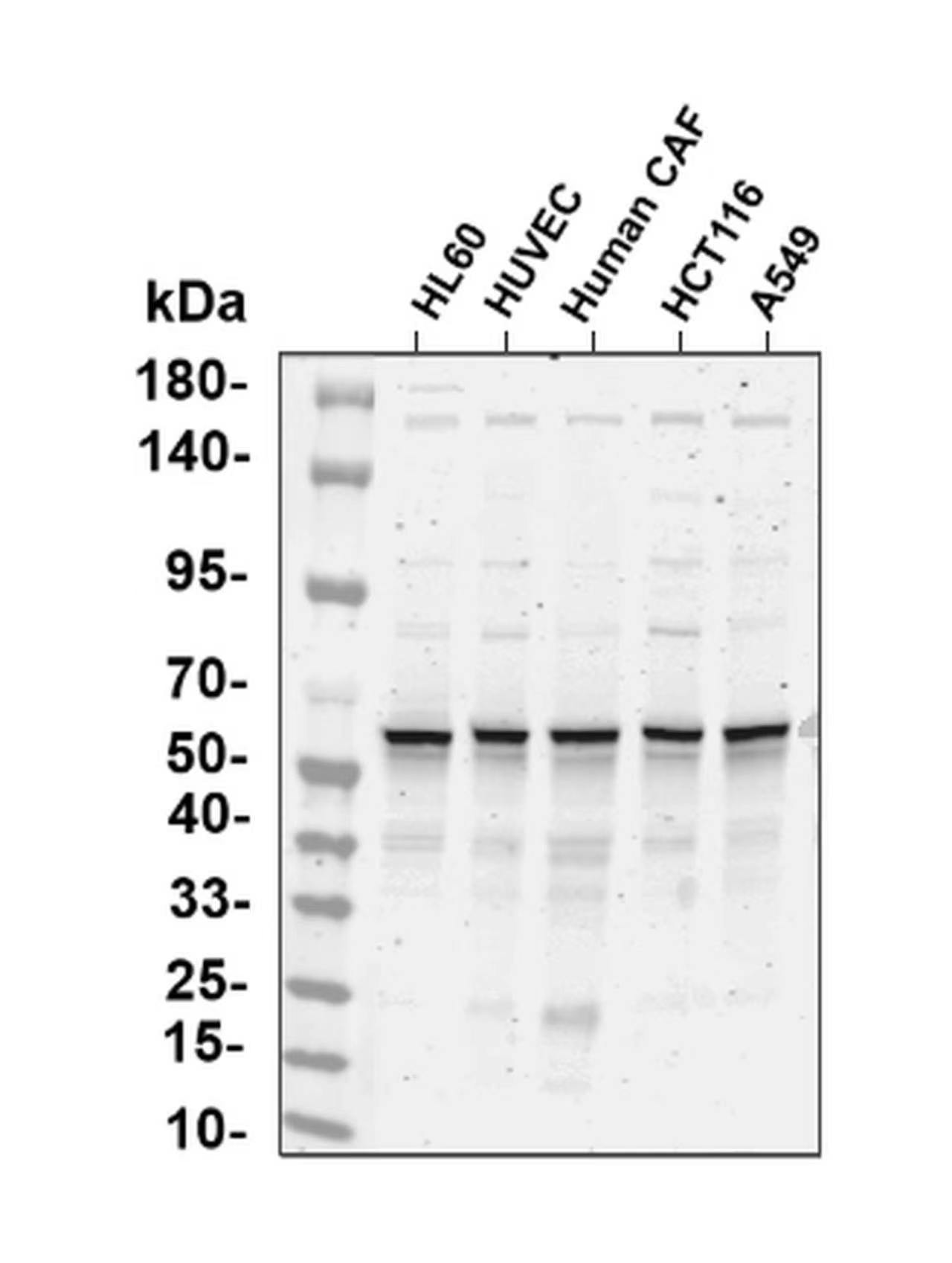 AAY1262