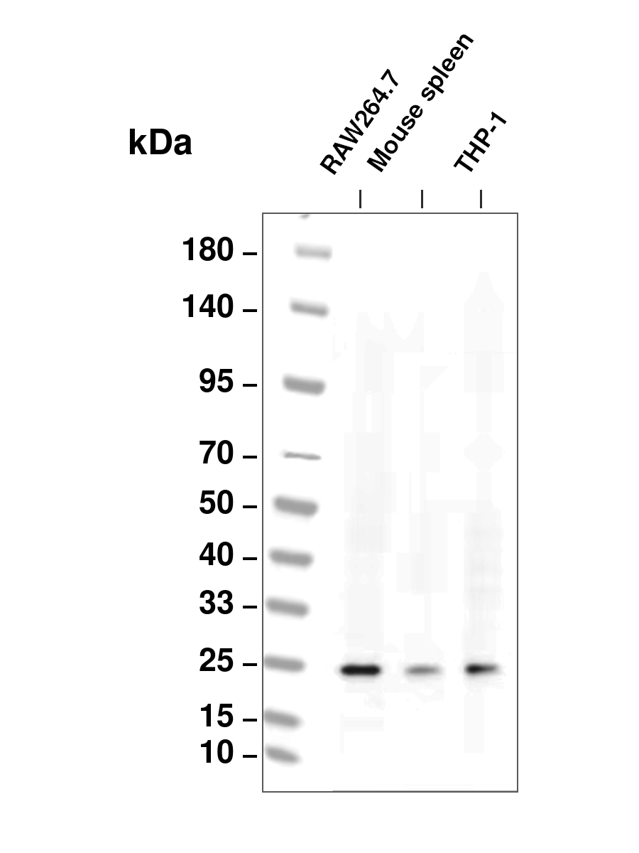 Iba 1  Mouse mAb