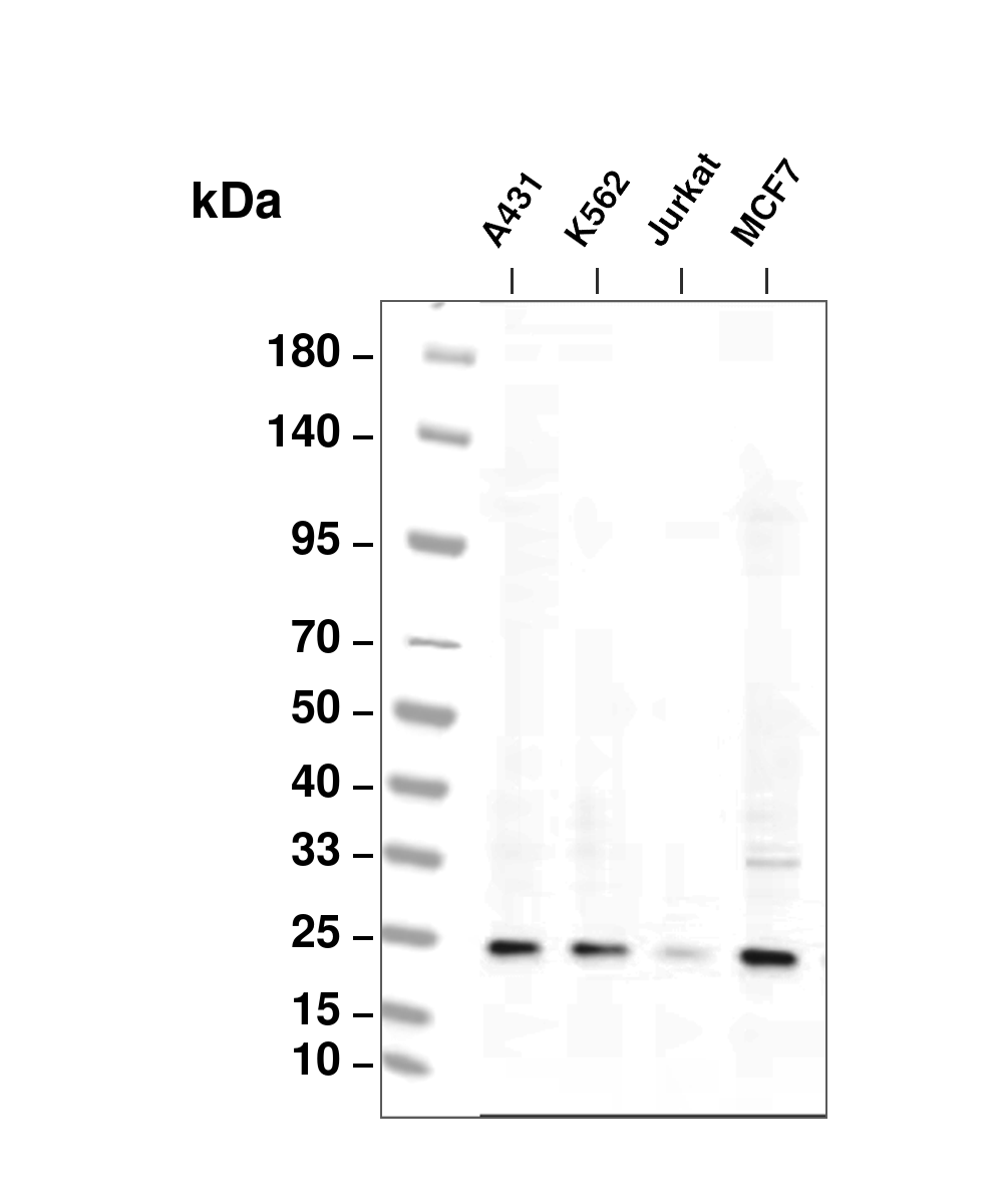 Rab11 Rabbit mAb