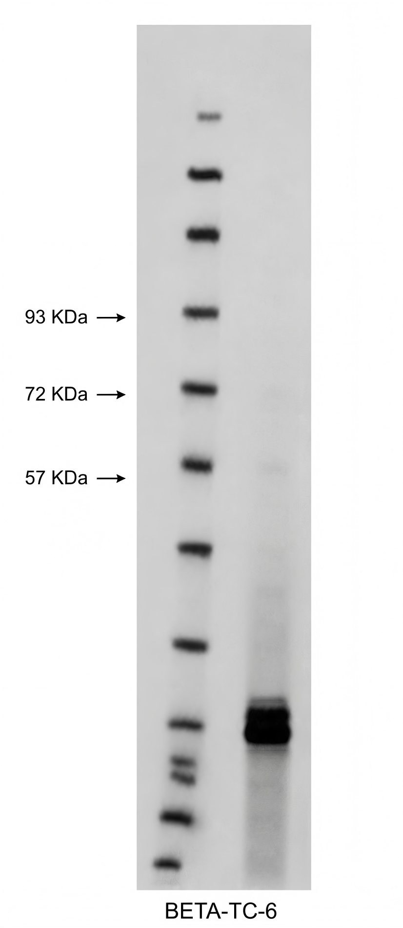 AAY1511