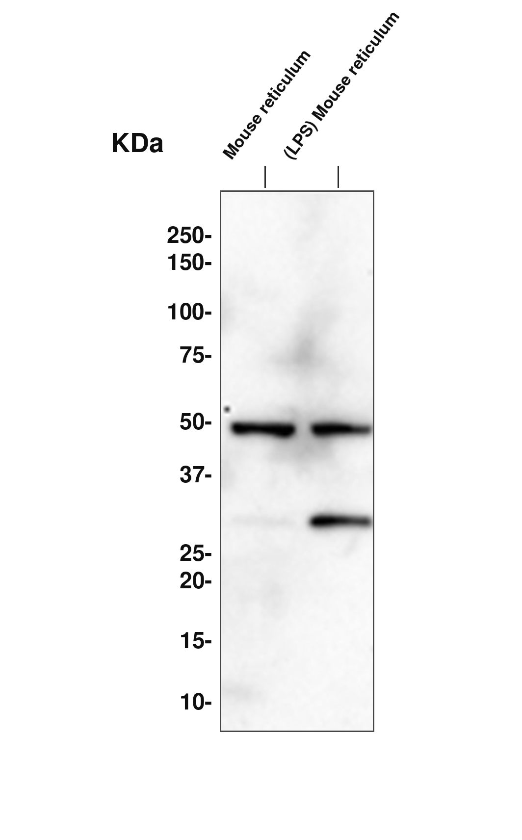 AAY1101