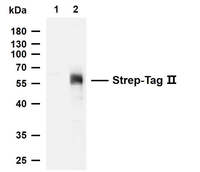 Strep-Tag II  Mouse mAb