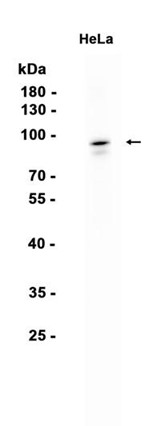 Phospho-beta-Catenin (Ser33/37) pAb