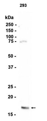 p16-INK4a (Phospho-Ser152) Antibody