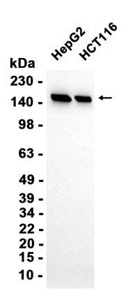 AYD11953