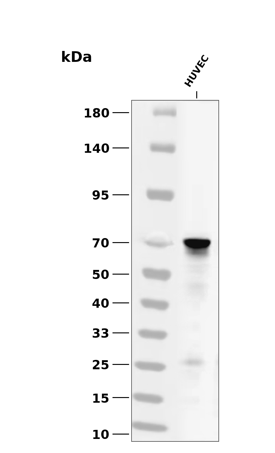 NFE2L3 Antibody