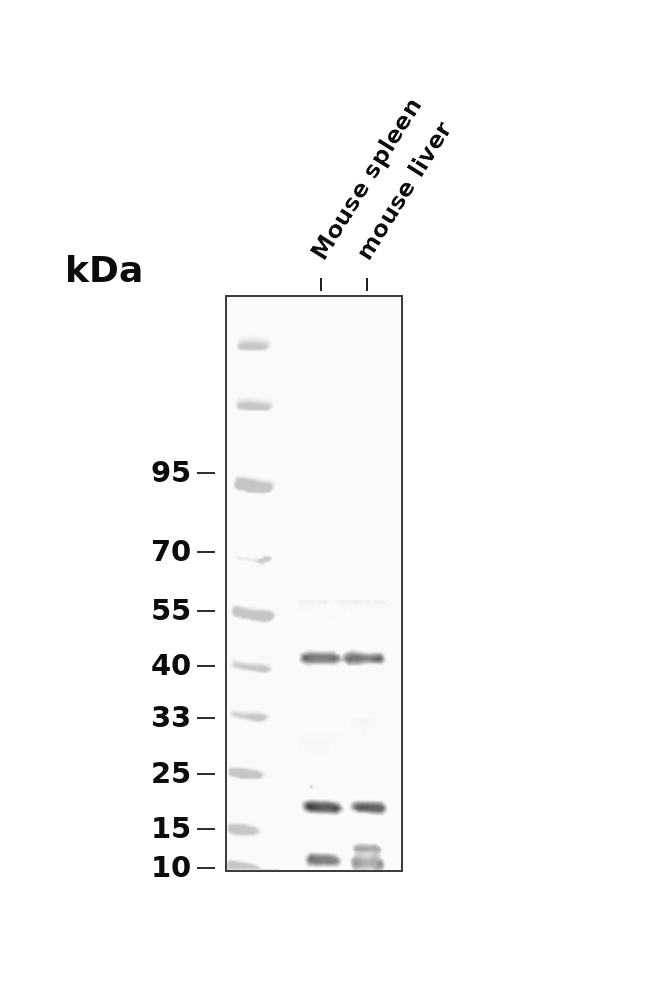 Cleaved Caspase-8 (Asp387)  Rabbit mAb