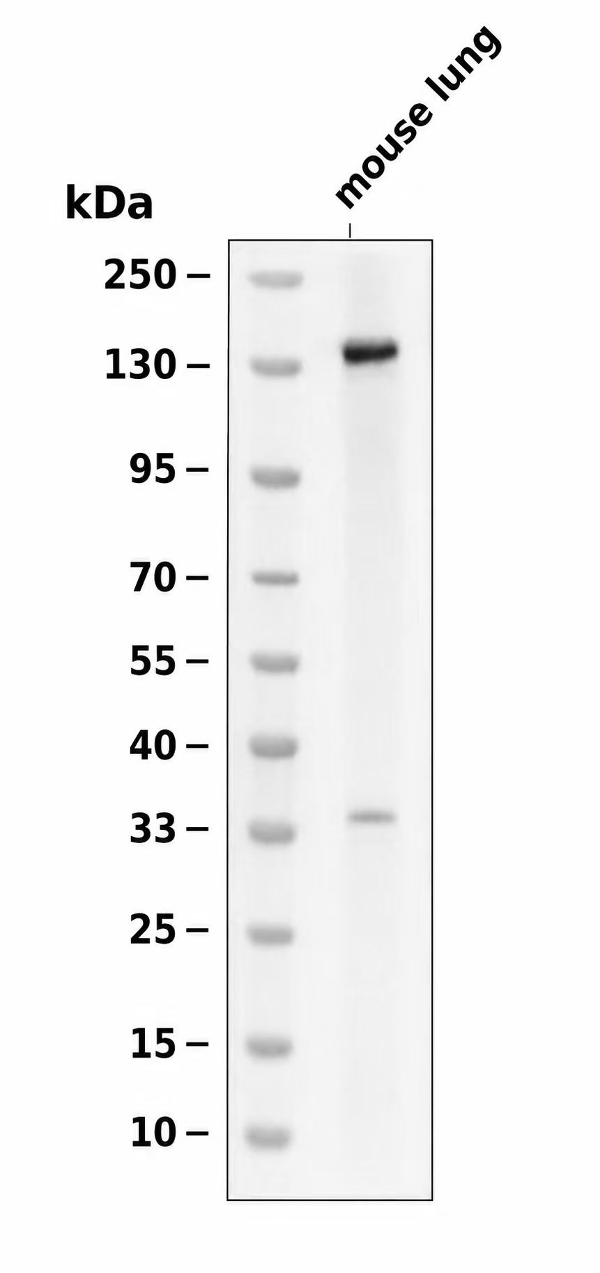 FGFR1/2 (Phospho-Tyr463/466) Antibody