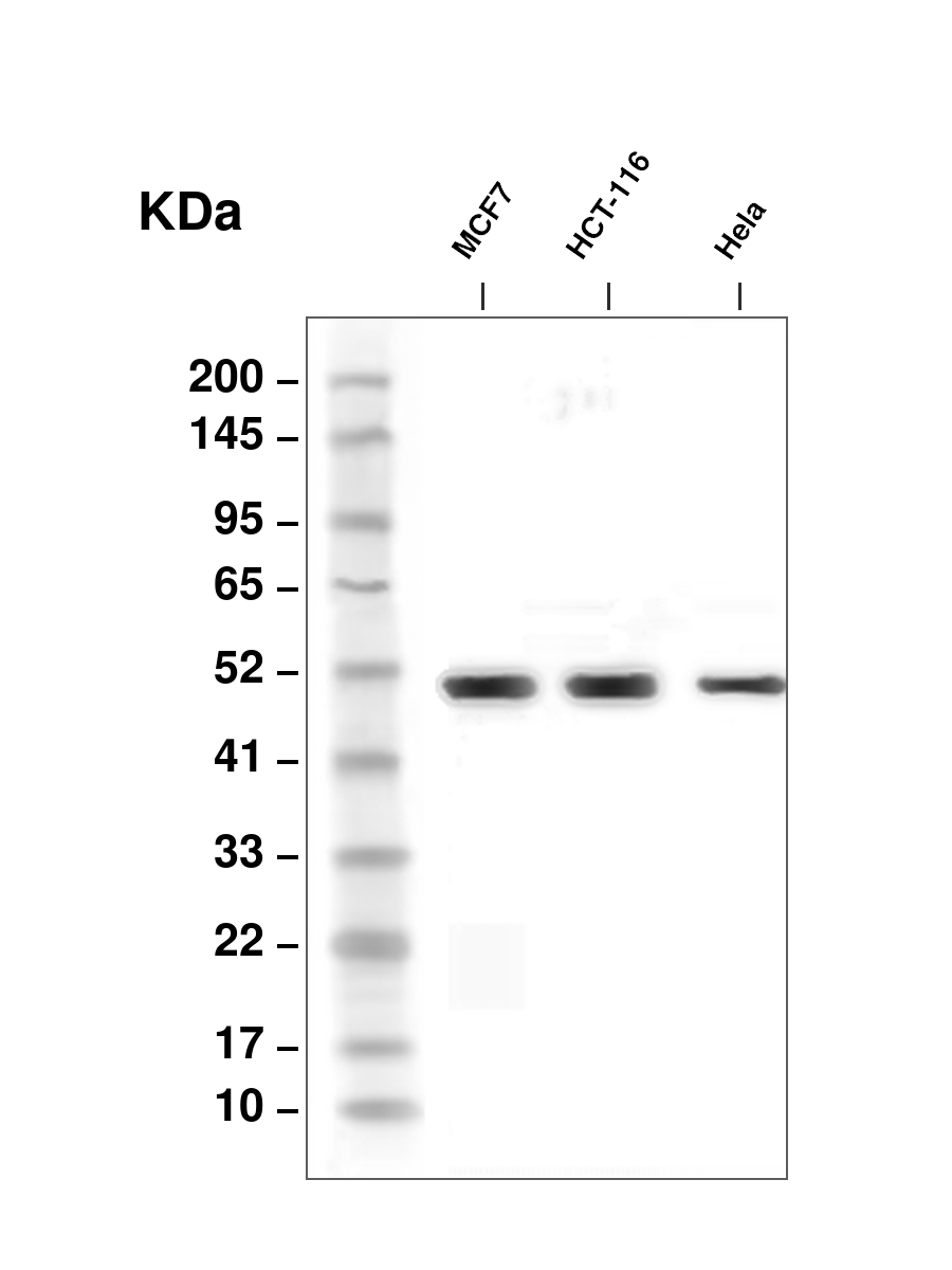AYC25122