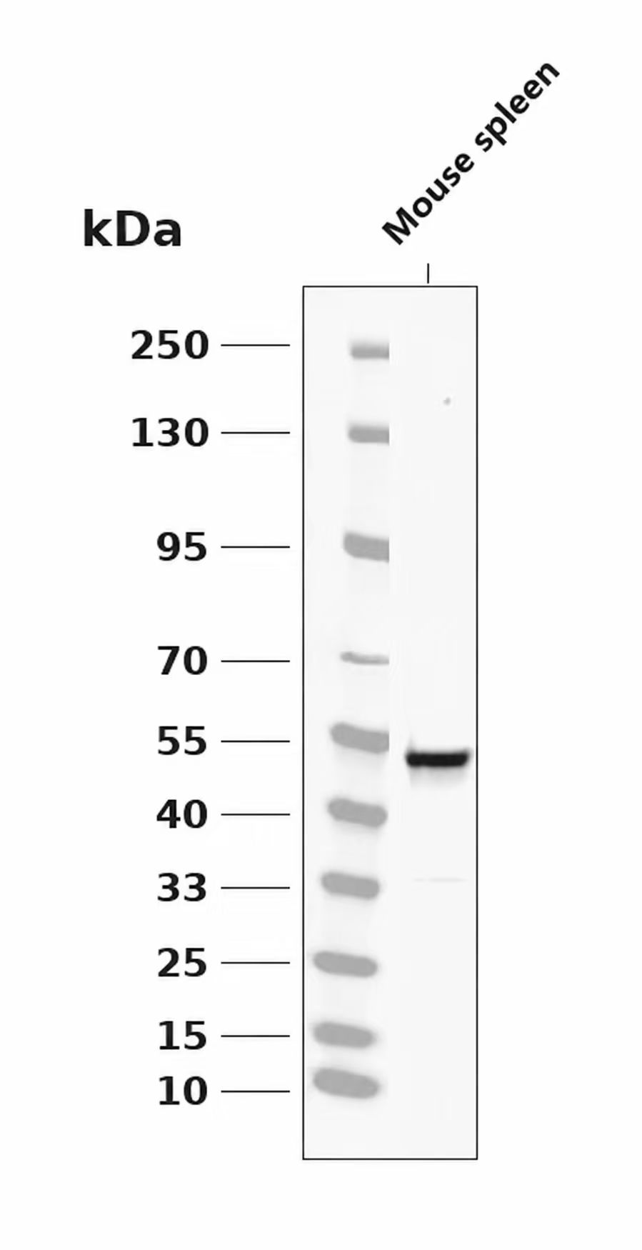 Phospho-RIP3 (Ser304 ) pAb