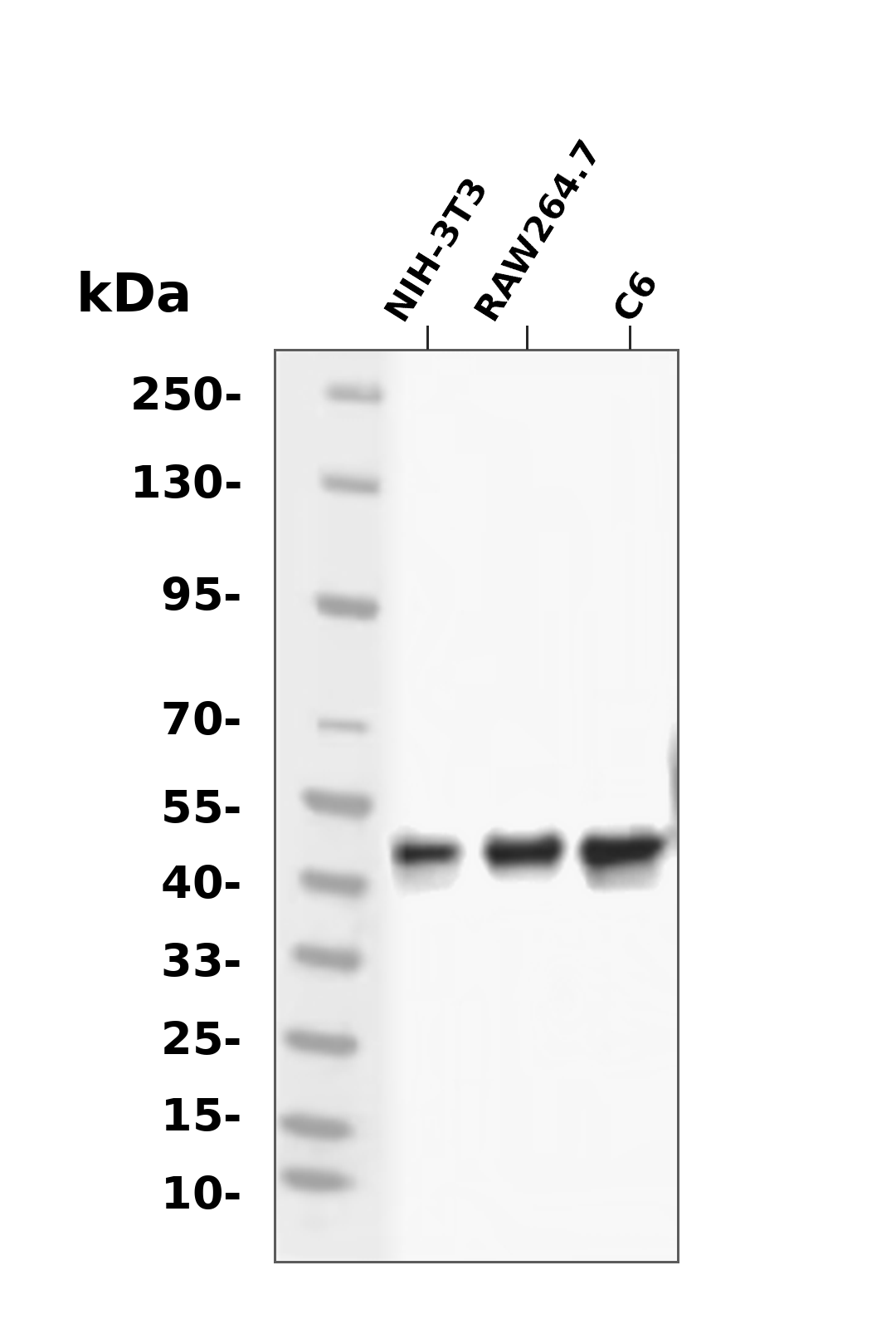 GSK3 &beta; (Phospho Ser9) Rabbit mAb