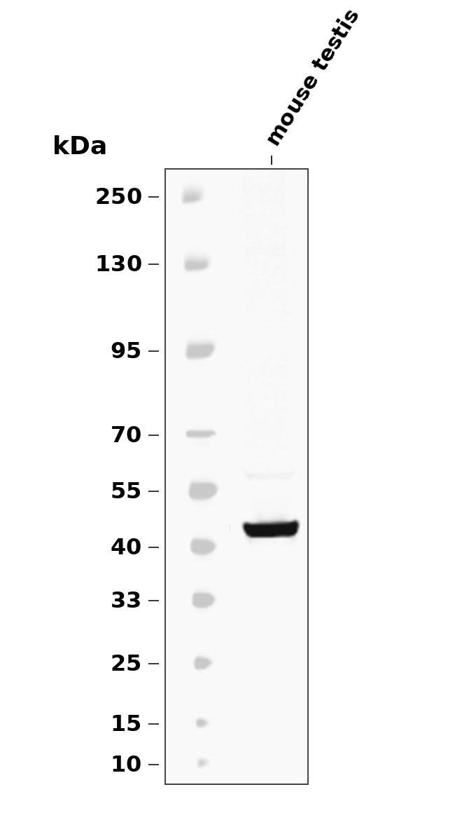 Oct-4 (YD31462) Rabbit mAb