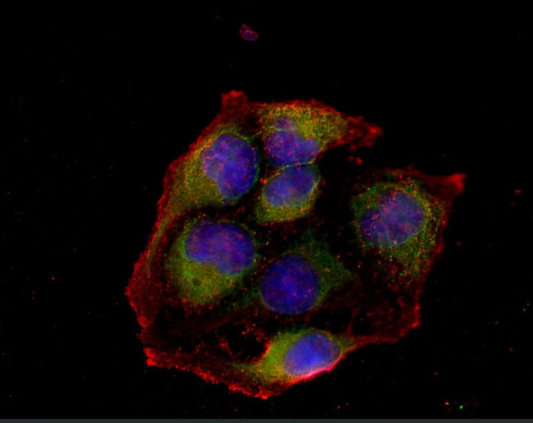 PI3-Kinase p110&gamma;  Rabbit mAb,staining hela cells