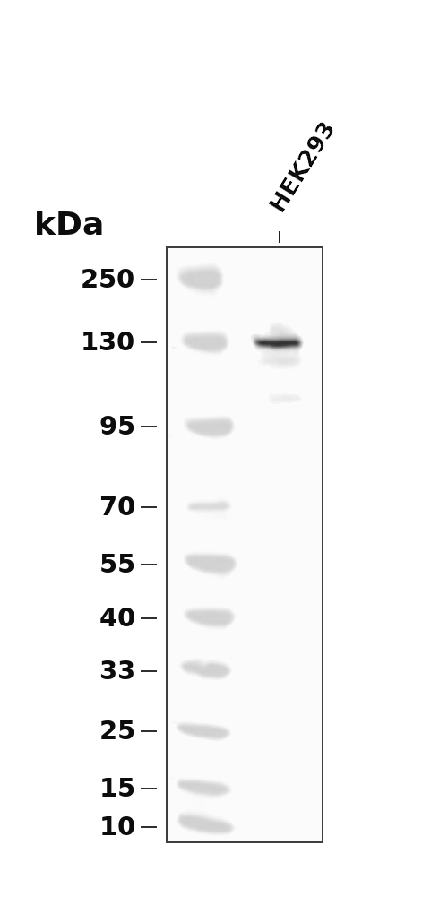 ABL1 (Phospho-Thr735) Antibody