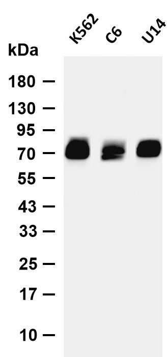 ATG13  Rabbit mAb