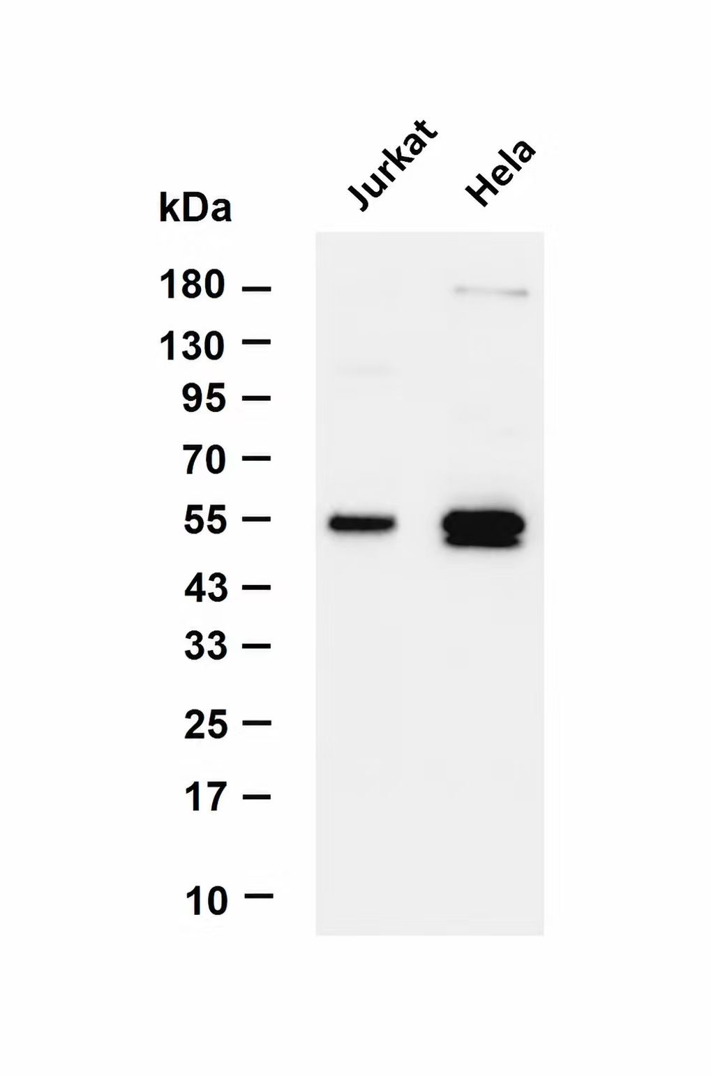 Caspase 8 (Phospho-Tyr380) Antibody
