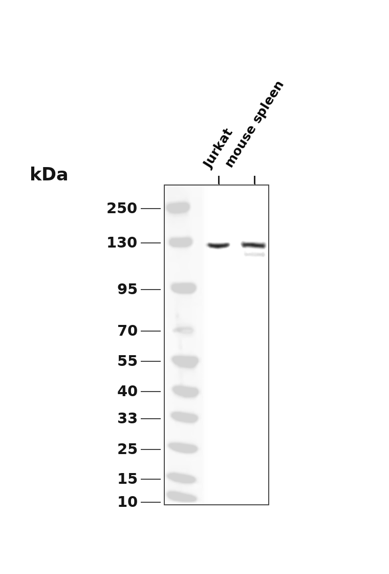 JAK3 Rabbit mAb