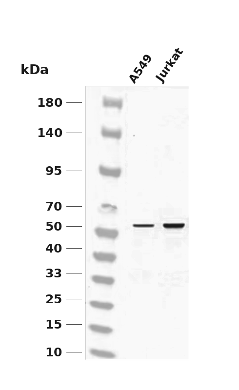 ATF-4 (YD11603) Rabbit mAb