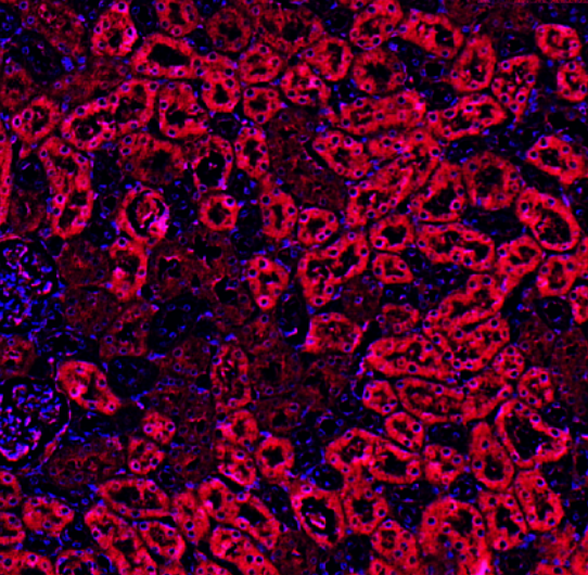 Beclin 1 Rabbit mAb
