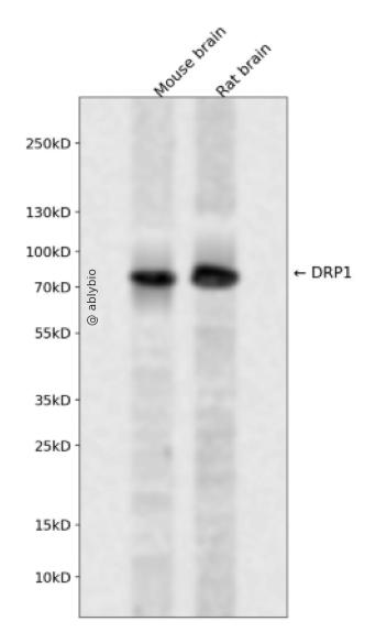 Phospho-DRP1 (Ser616) pAb
