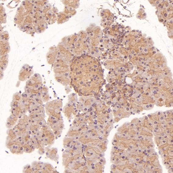 Hsp90 Rabbit mAb