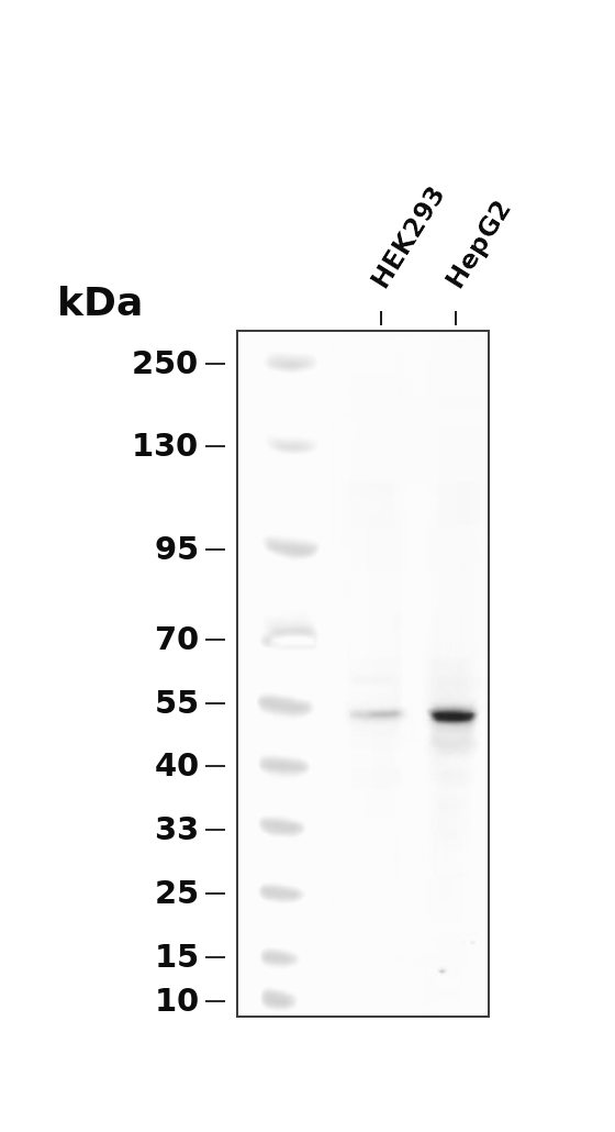 CaMKII alpha/delta (Phospho-Thr286) Antibody