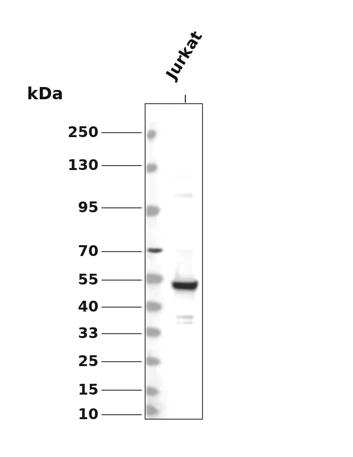 Phospho-MLKL (Ser358) (YD13914) Rabbit mAb,