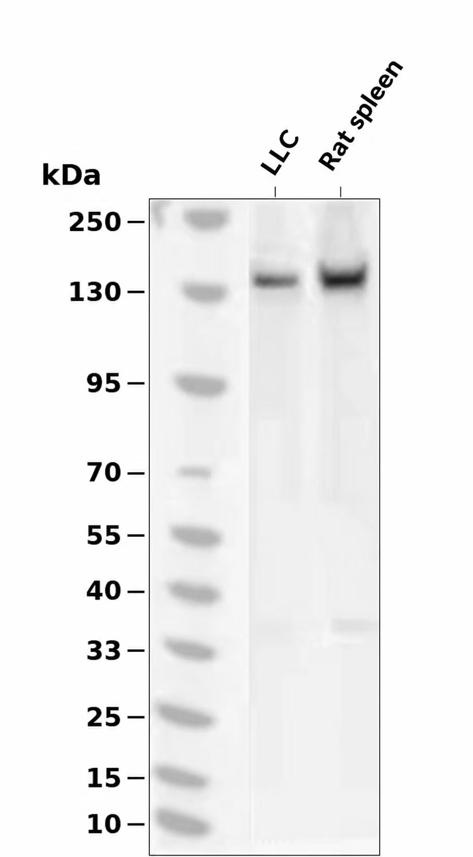 c-Kit (Phospho-Tyr703) Antibody
