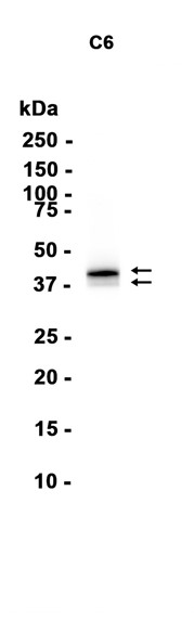Western blot - JunB Rabbit mAb