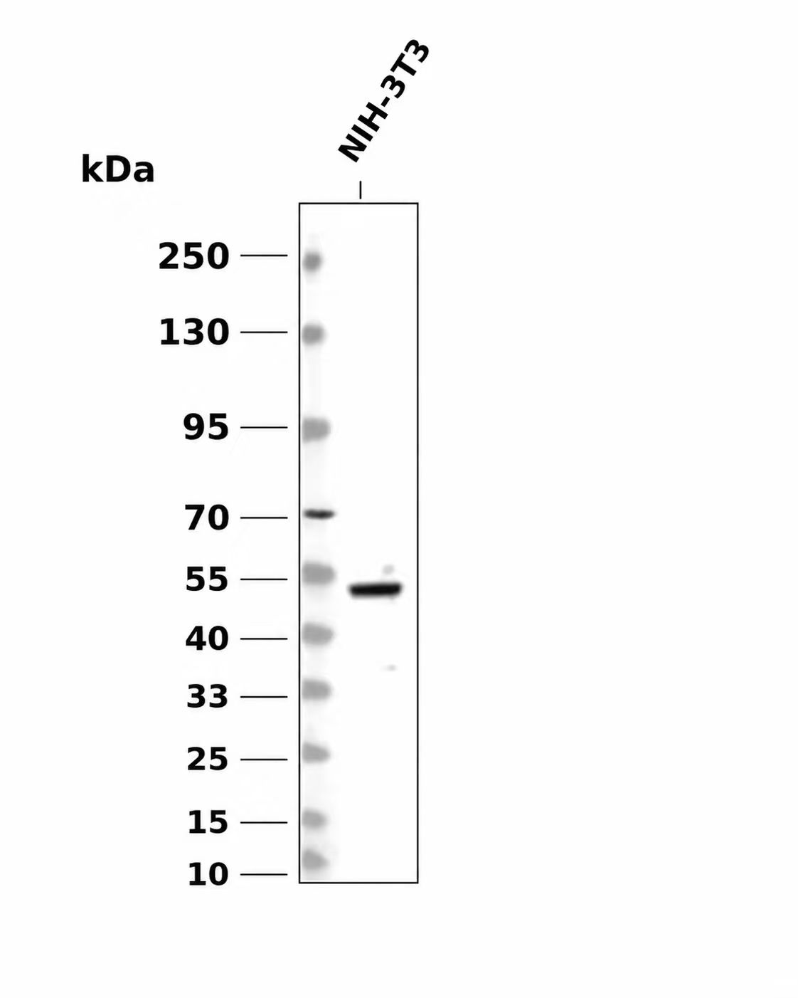 Phospho-MLKL (Ser345) (YD15309) Rabbit mAb