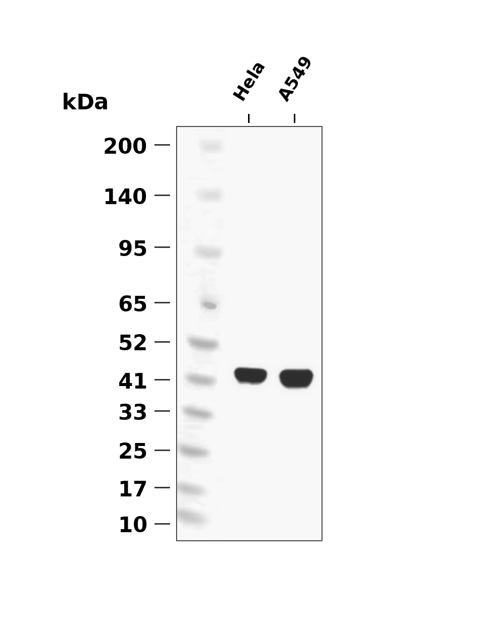 Caspase-9 Rabbit mAb