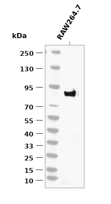 Phospho-DRP1 (Ser637) pAb