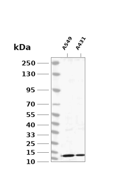Thioredoxin  Rabbit mAb