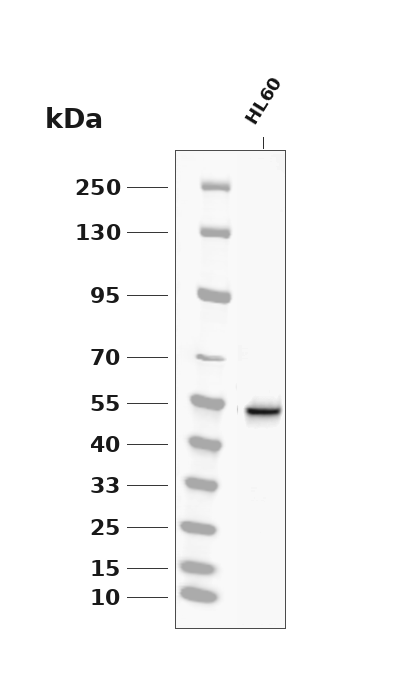 Phospho-RIP3 (Ser227) (YD13792) Rabbit mAb