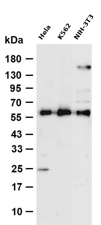 Cyclin B1  Rabbit mAb