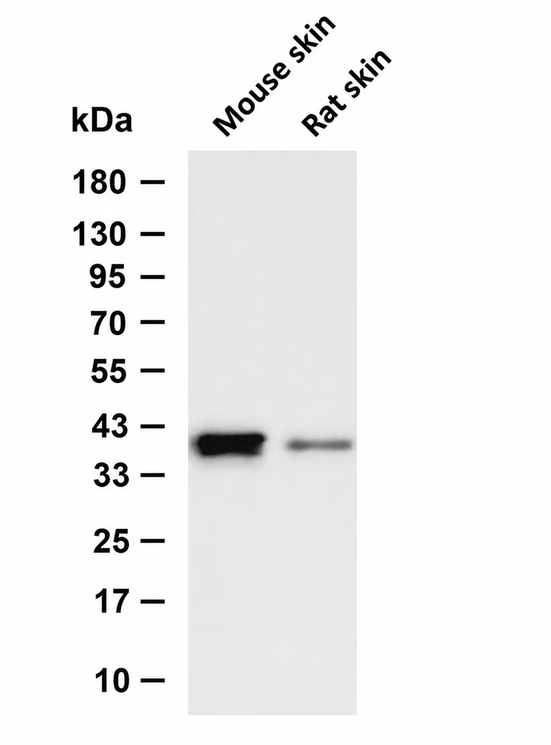 Wnt3/Wnt3a (YD31605) Rabbit mAb