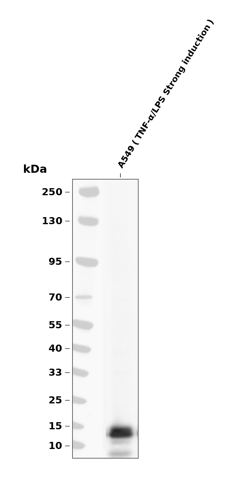 GRO alpha (YD15433) Rabbit mAb