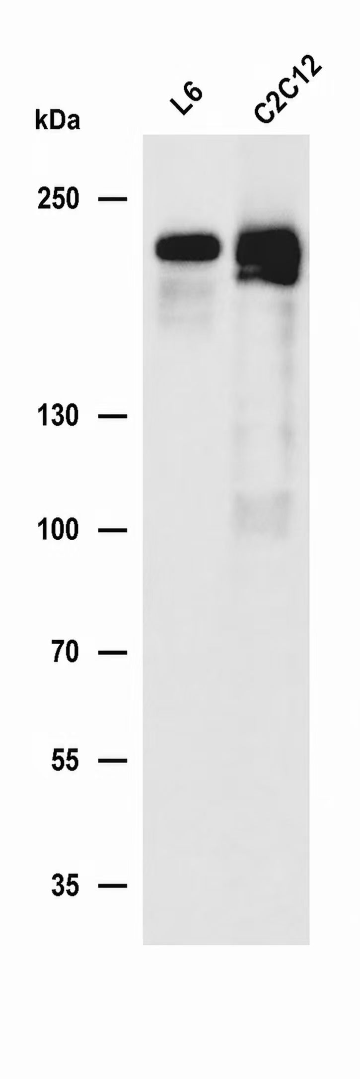 AREB6 Rabbit mAb