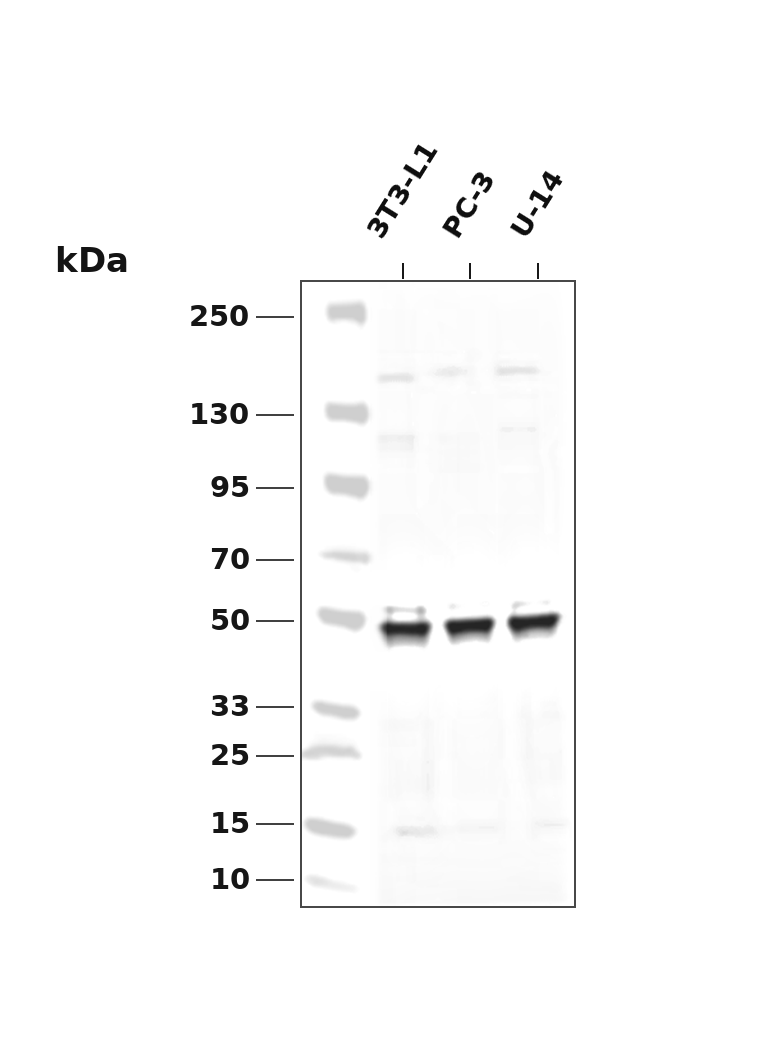 CDC37 (Phospho Ser13) Rabbit mAb