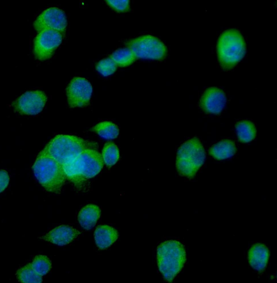 Phospho-TFEB (Ser211) pAb