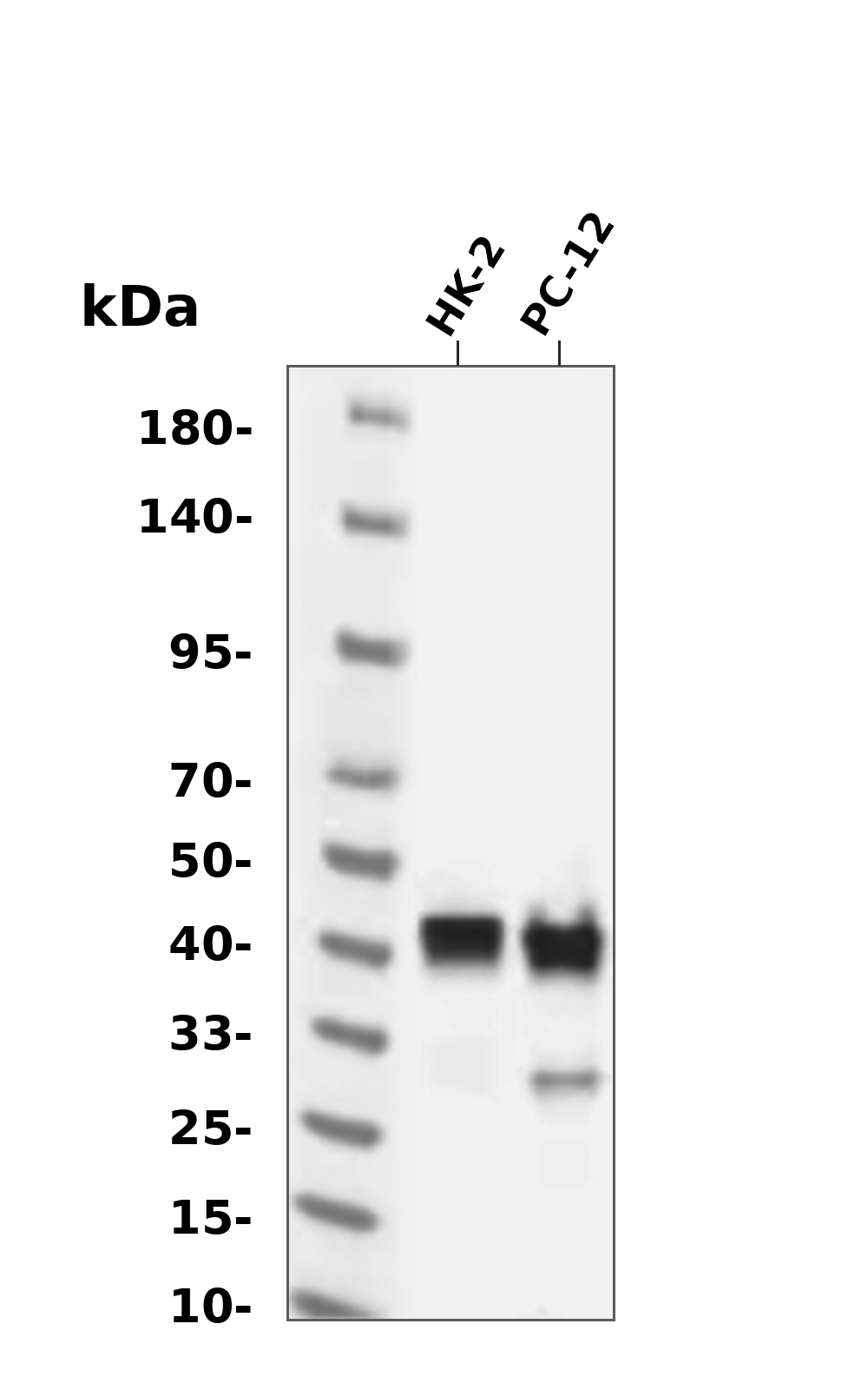 MEK1 (Phospho-Thr291) Antibody