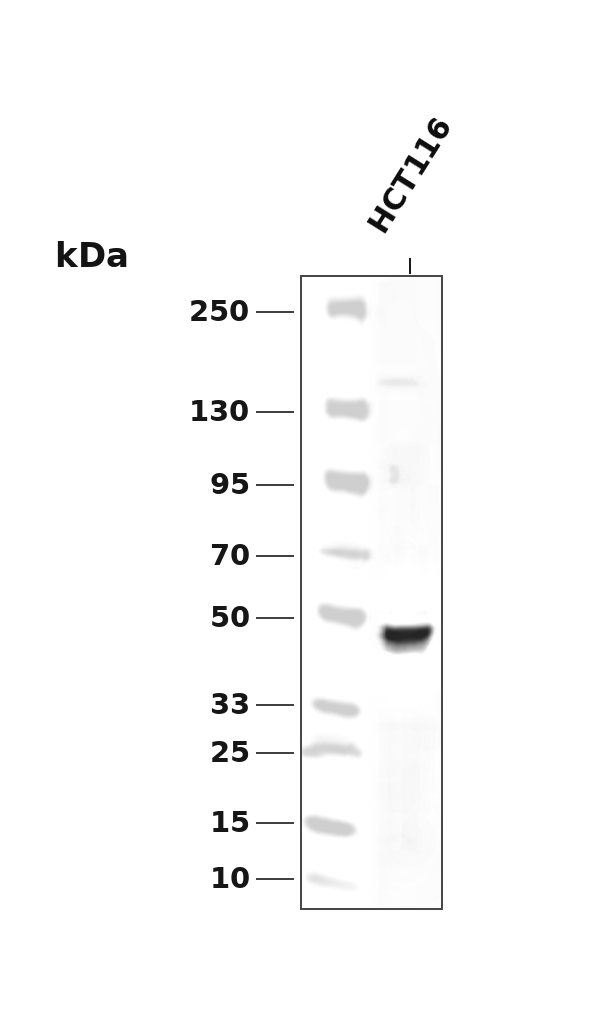Western blot - Cdc37 Rabbit mAb
